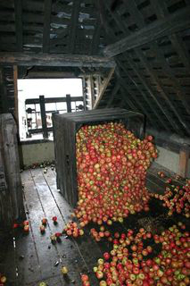 stockage de pommes dans le grenier cambremer