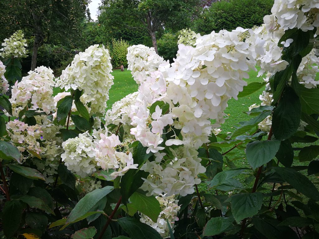 hydrangea du jardin