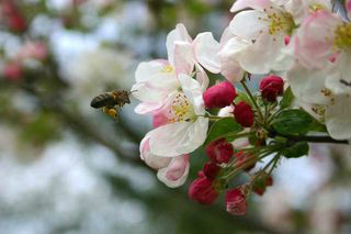 abeille amie des fleurs de pommier