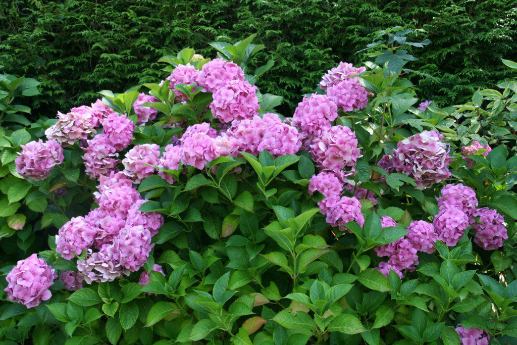 hortensias