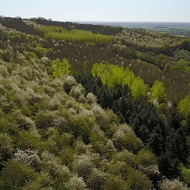 bois du manoir les marronniers