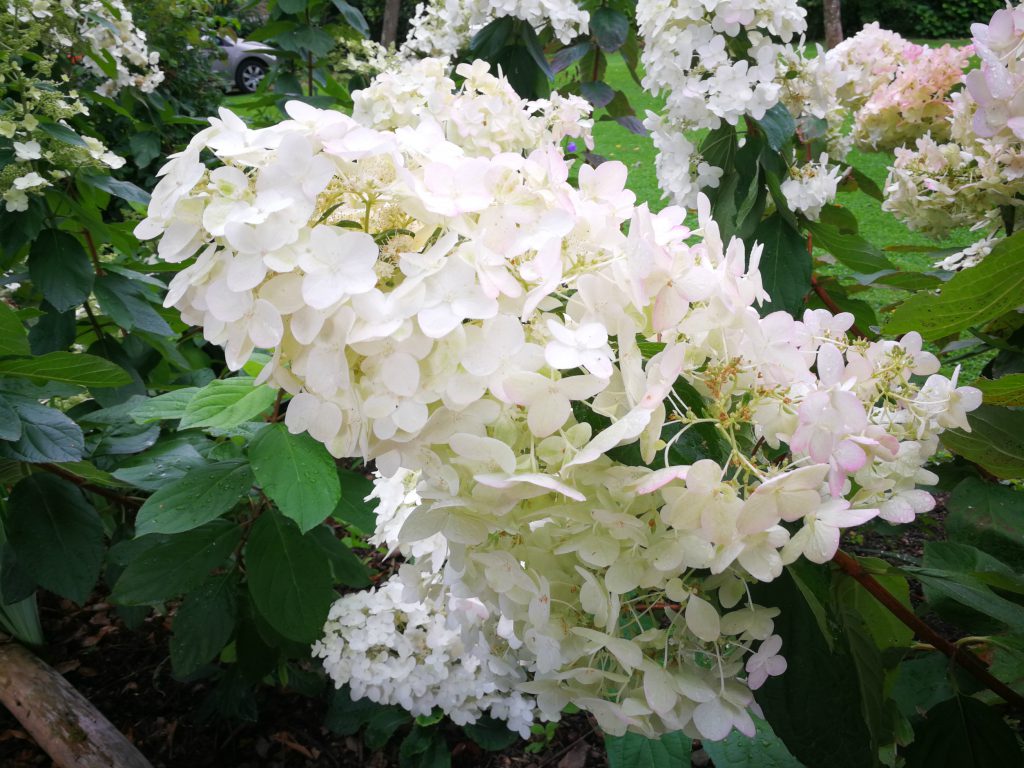 hydrangea du jardin