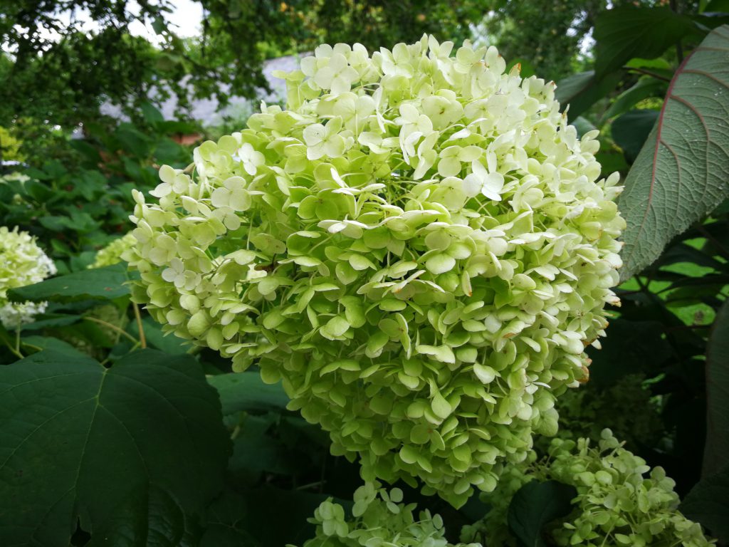 hydrangea du jardin