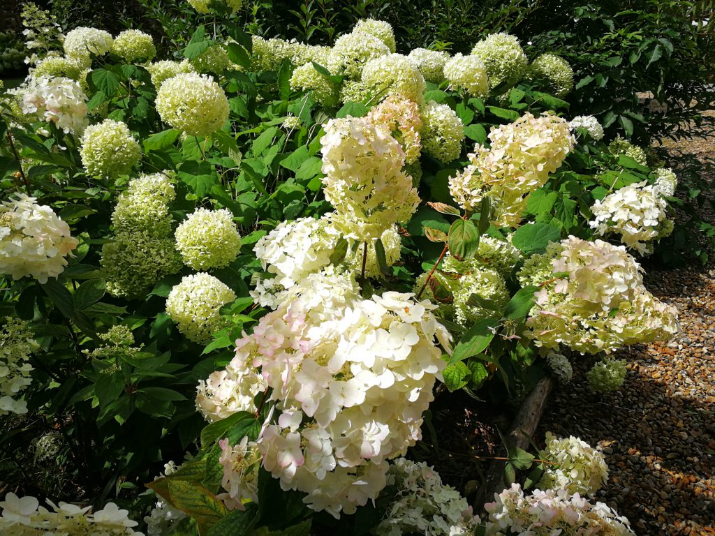 hydrangea du jardin