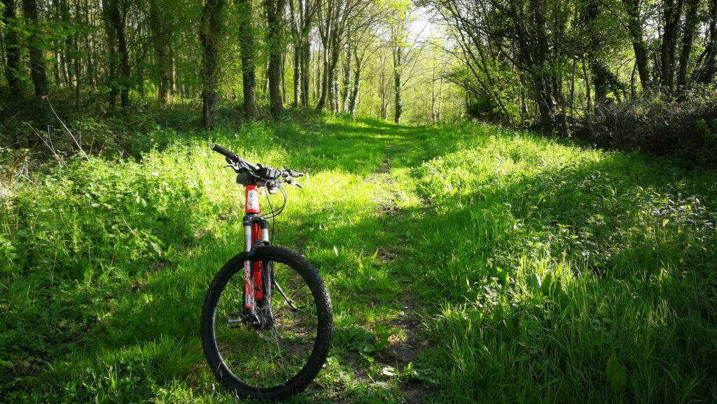 tour de forêt
