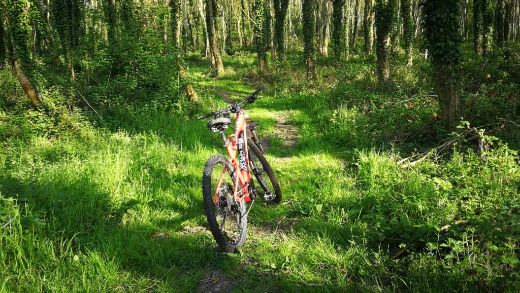 tour de forêt
