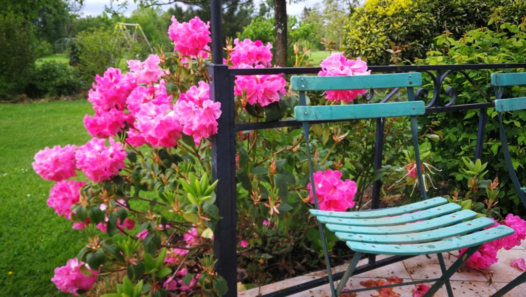 rhododendron