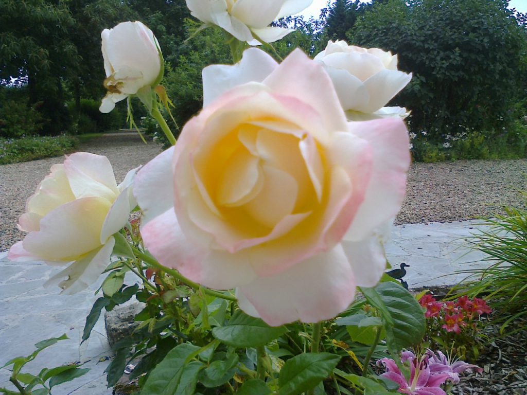 les marronniers rose