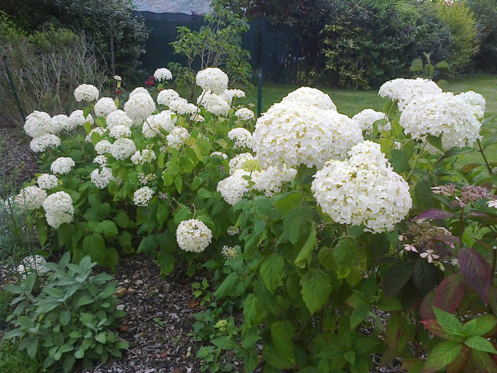 les marronniers hydrangeas