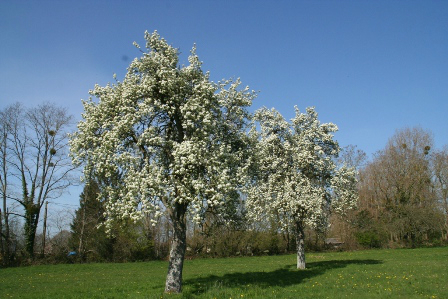 les marronniers poiriers en fleurs