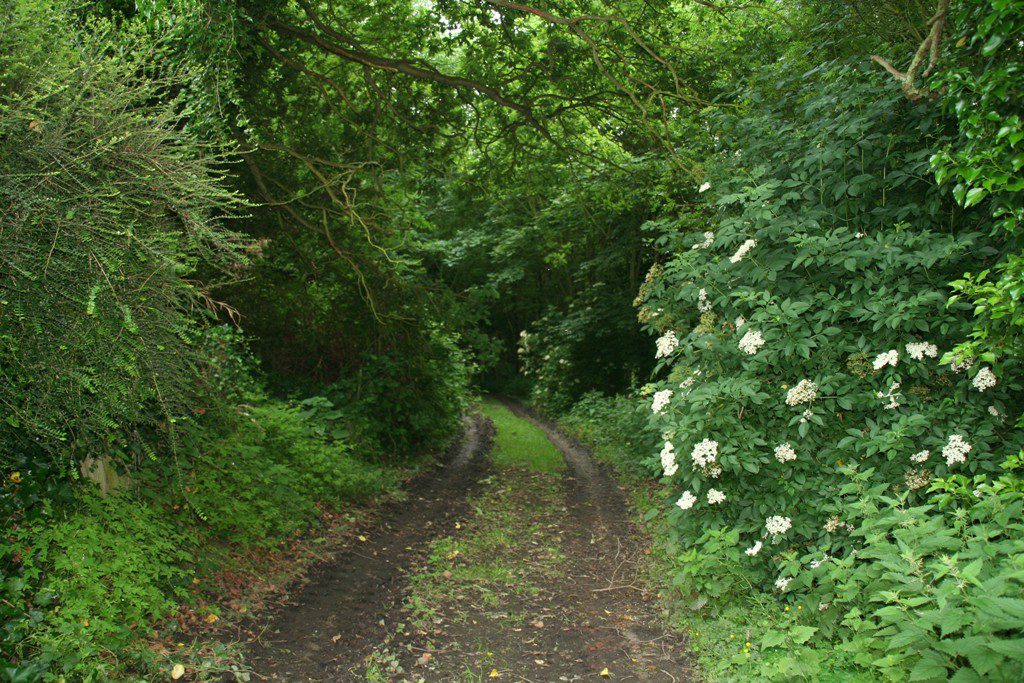 promenade dans le bois