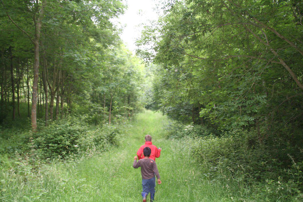 promenade dans le bois