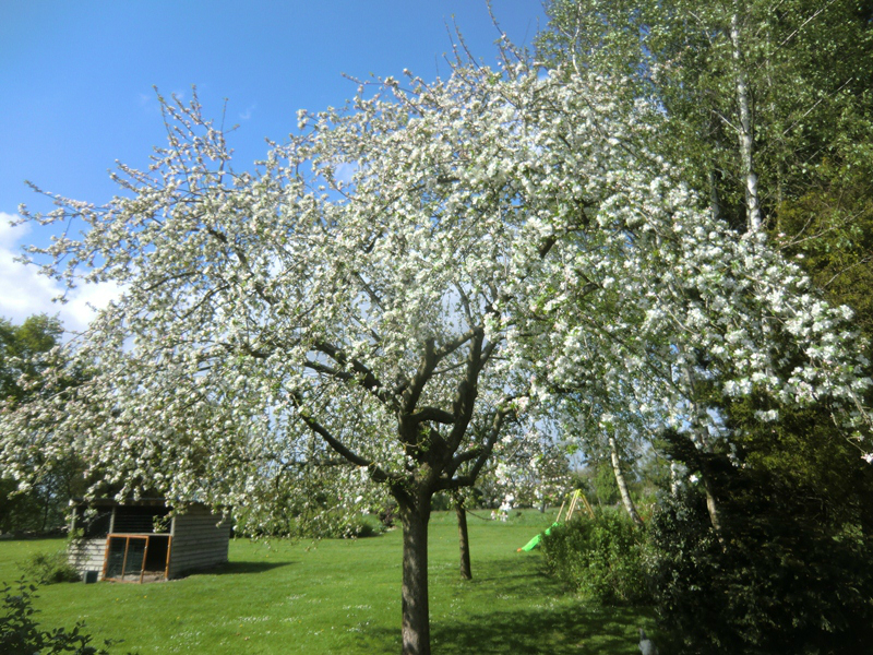 pommier rambault